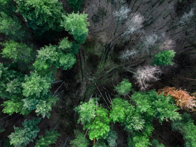 OPPORTUNITY: Baltic Satellite Service offers remote forest monitoring across the Baltics with Satellite Imagery