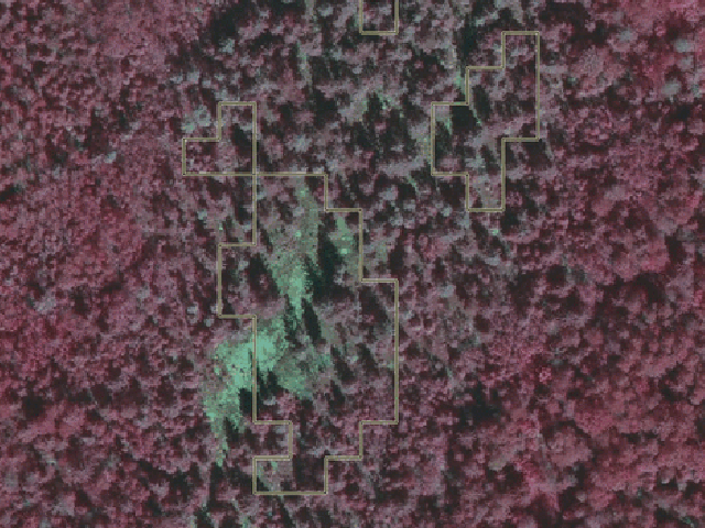 SASNIEGUMS: "Latvijas valsts meži" izstrādā algoritmu egļu audžu bojājumu noteikšanai, izmantojot Sentinel-2 datus